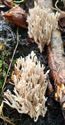 Herfst in de natuur (13)