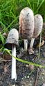 Herfst in de natuur (13)