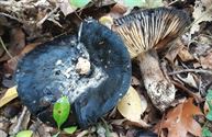 Herfst in de natuur (13)