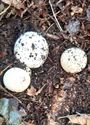 Herfst in de natuur (14)