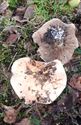 Herfst in de natuur (15)