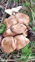 Herfst in de natuur (15)