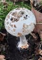 Herfst in de natuur (15)