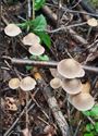 Herfst in de natuur (15)