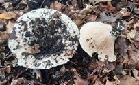 Herfst in de natuur (15)