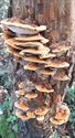 Herfst in de natuur (16)