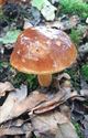 Herfst in de natuur (16)