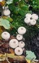 Herfst in de natuur (slot)