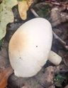 Herfst in de natuur (slot)
