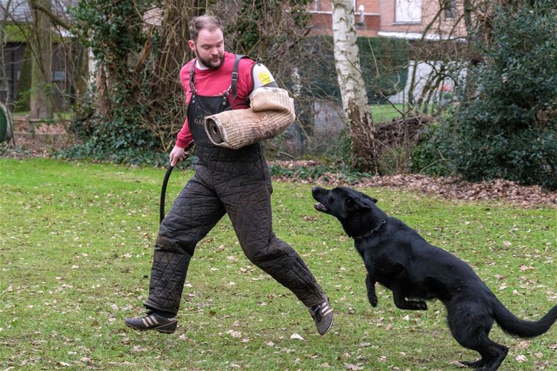 Duitse Herders wedstrijd