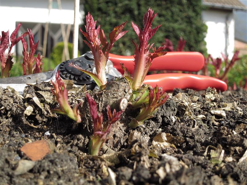 ‘Een nieuwe start voor je rozentuin’