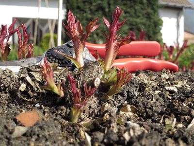 ‘Een nieuwe start voor je rozentuin’